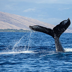 International Whaling Commission