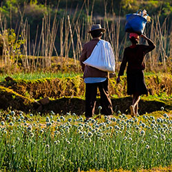 The Future of Global Food Security